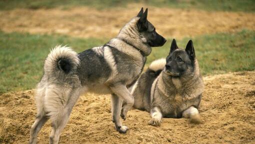 The 2024 norwegian elkhound